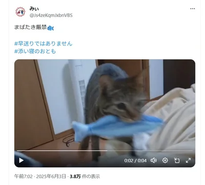 今日の添い寝のおともは魚▶ある日、トイレを開けると…（⇒次へ）