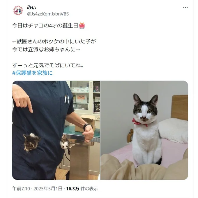 「獣医さんのポケットの中にいた子が　今ではりっぱなお姉ちゃんに」▶ポッケから顔をのぞかせて（⇒次へ）