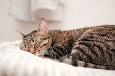 猫が添い寝のおともに選んだものは！？