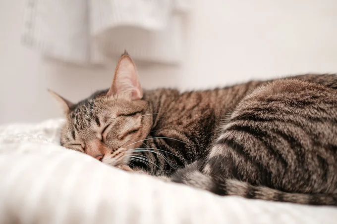 猫が添い寝のおともに選んだものは！？
