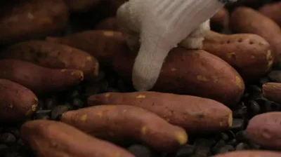一番難しいのが焼き加減。まんべんなく熱を加えて、芯までしっかり焼き上げられる