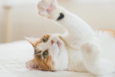 猫と赤ちゃんが出会ったら…