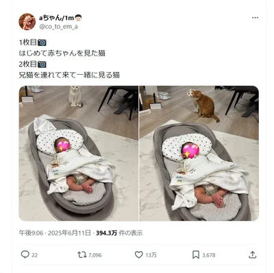 はじめて赤ちゃんを見た猫▶興味深く見つめる猫ちゃんの表情（⇒次へ）