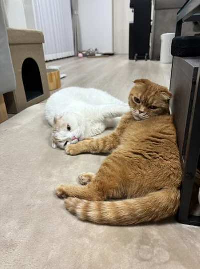 えもちゃんととろちゃん▶穏やかで優しい性格の猫ちゃん（⇒次へ）