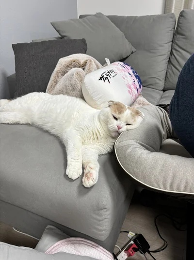 とろけるえもちゃん▶猫ちゃん3匹集合！（⇒次へ）