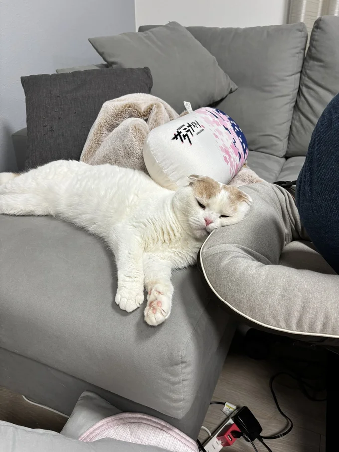とろけるえもちゃん▶猫ちゃん3匹集合！（⇒次へ）