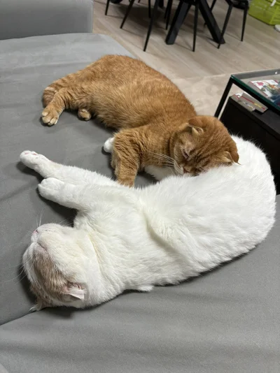 眠るえもちゃんととろちゃん▶赤ちゃんと猫ちゃんの距離は少しずつ縮まってきて…（⇒次へ）