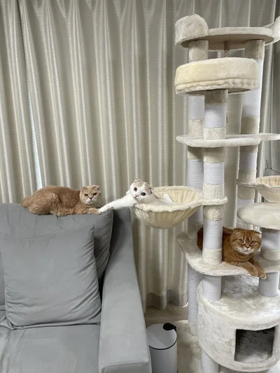 カメラ目線のえもちゃん、とろちゃん、こぺちゃん▶とっても仲良しな猫の様子（⇒次へ）