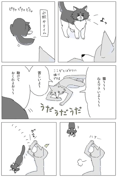 猫～～～　ねえツラいよ～～～