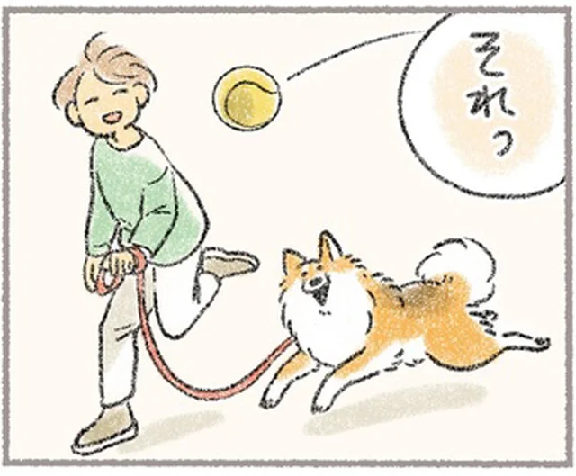 愛犬とのボール遊びが激しすぎる！目的のためならなりふり構わず突進