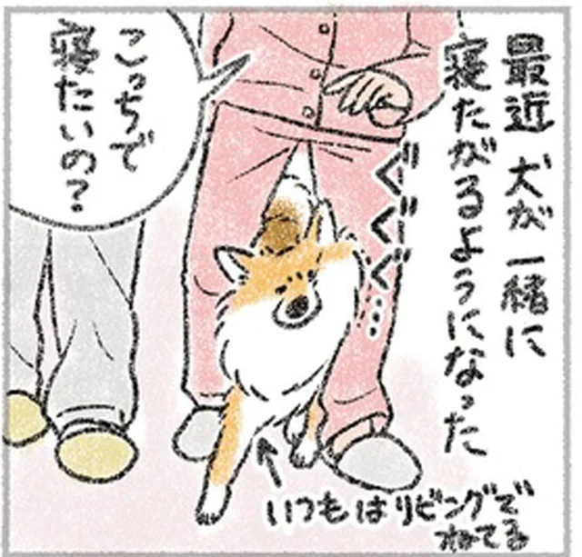 寝室にやってきた愛犬の存在感がありすぎて、全然寝られない