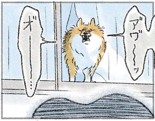 いつもマイペースな愛犬が、窓の外に見えた影に激しく威嚇！／犬を揉む（7）