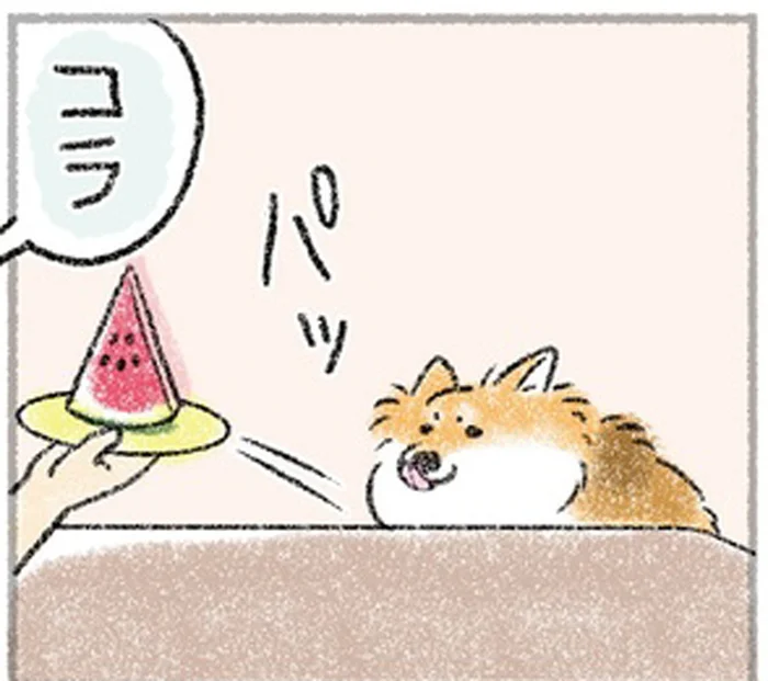 目の前のスイカが気になる！どうしても食べたい愛犬のアピール／犬を揉む（8）