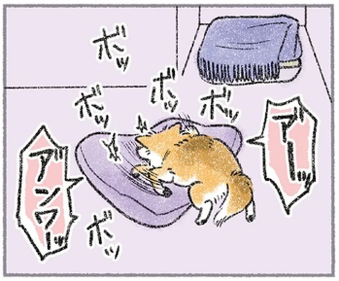 寝床にはこだわりあり！？気に入らないふとんを整えた結果