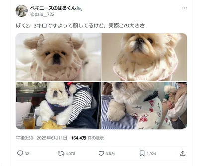 SNSで話題となったワンコのサイズ感…▶可愛い子犬のように見えますが…（⇒次へ）