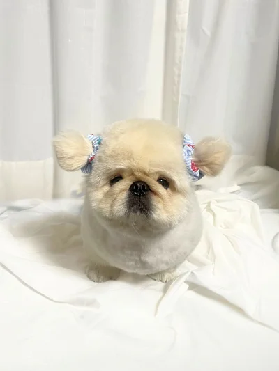 かわいい髪ゴムのぱるくん▶可愛い二つ結び！（⇒次へ）