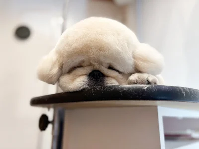眠たい？ぱるくん▶つぶらな瞳が魅力的！（⇒次へ）