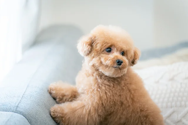 子犬サイズのワンコと思いきや……“想像を超える大きさ”に3.8万件のいいね