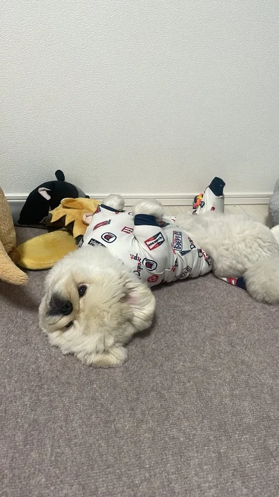 ごろんとするぱるくん▶（⇒次画像からは子犬の頃ともちがう落ち着いた可愛さに愛情が止まらない！老犬と暮らした大切な毎日を描いた漫画『じじ柴ハチさんは、今日も生きています。』が読めます！）