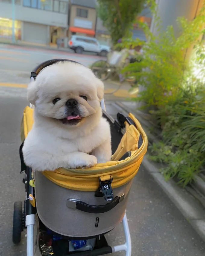カートが嬉しいのでしょうか▶トリミング後はまんまるになります(⇒次へ)