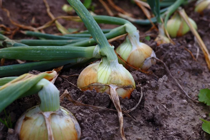 玉ねぎは種から育てて、苗を畑に植えて育てます。収穫は7~8月