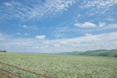 北海道の広大な玉ねぎ圃場