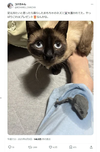 おこげちゃんからのプレゼントはまさかの…▶濡れたネズミのおもちゃが足の上に！？※おもちゃです（⇒次へ）