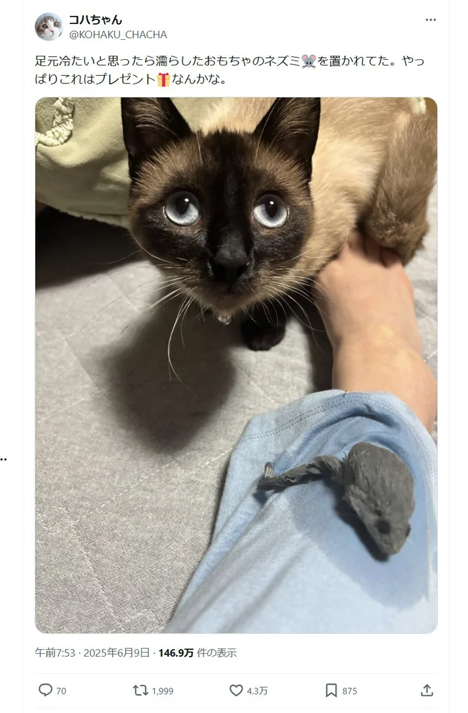 おこげちゃんからのプレゼントはまさかの…▶濡れたネズミのおもちゃが足の上に!?※おもちゃです(⇒次へ)