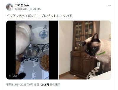 器用に水で洗ったインゲンは無事に飼い主さんの元へ▶「喜んでくれるかにゃー？」（⇒次へ）