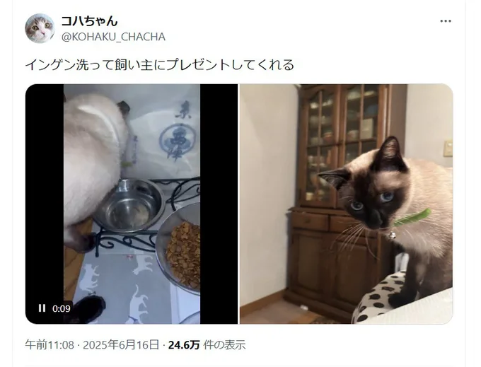 器用に水で洗ったインゲンは無事に飼い主さんの元へ▶「喜んでくれるかにゃー？」（⇒次へ）