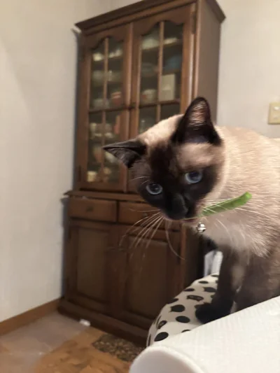 きれいに洗えたので飼い主さんへプレゼント！▶プレゼントを用意するおこげちゃんのポストはこちら（⇒次へ）
