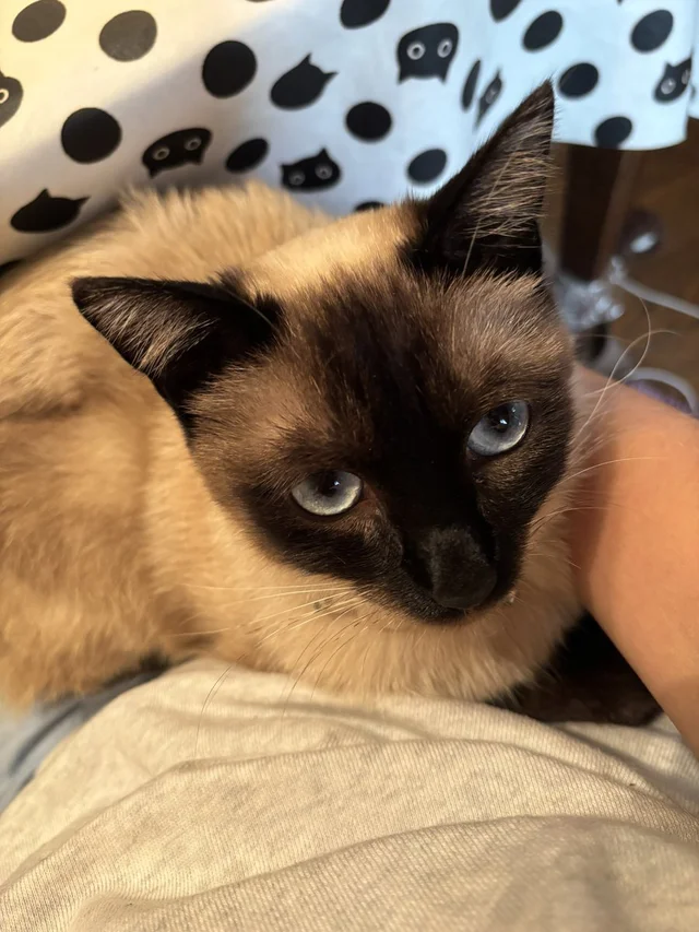 足元がひんやり…その正体に驚き！愛猫からの“びしょ濡れプレゼント”に4.3万いいね