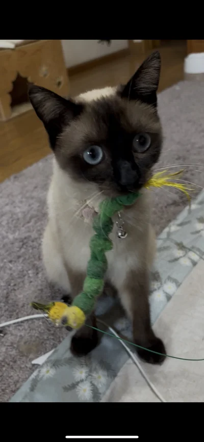 お気に入りのぬいぐるみをプレゼント！▶おこげちゃん、謎の行動再び…！？（⇒次へ）