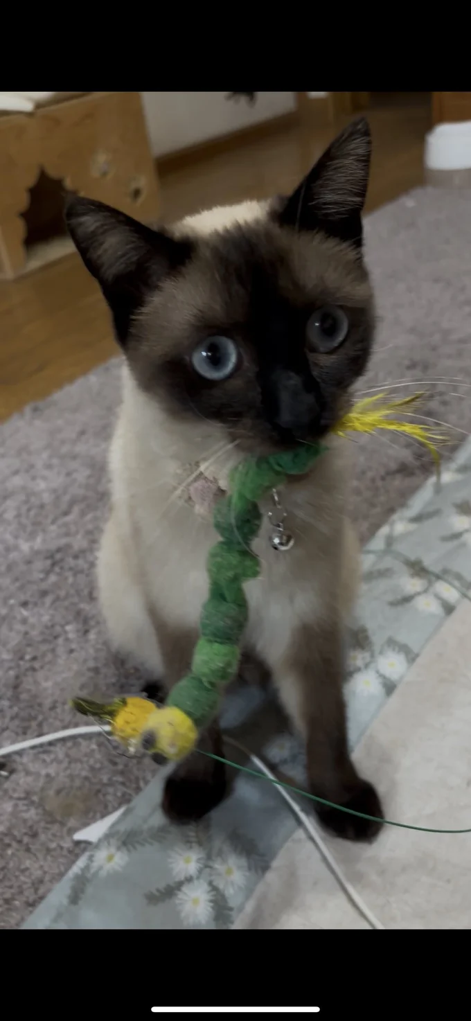 お気に入りのぬいぐるみをプレゼント！▶おこげちゃん、謎の行動再び…！？（⇒次へ）