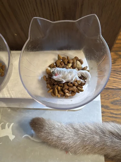 なんと、濡れたネズミのおもちゃをカリカリの器にIN！！▶おこげちゃんと一緒に暮らす猫ちゃんは他にも…（⇒次へ）