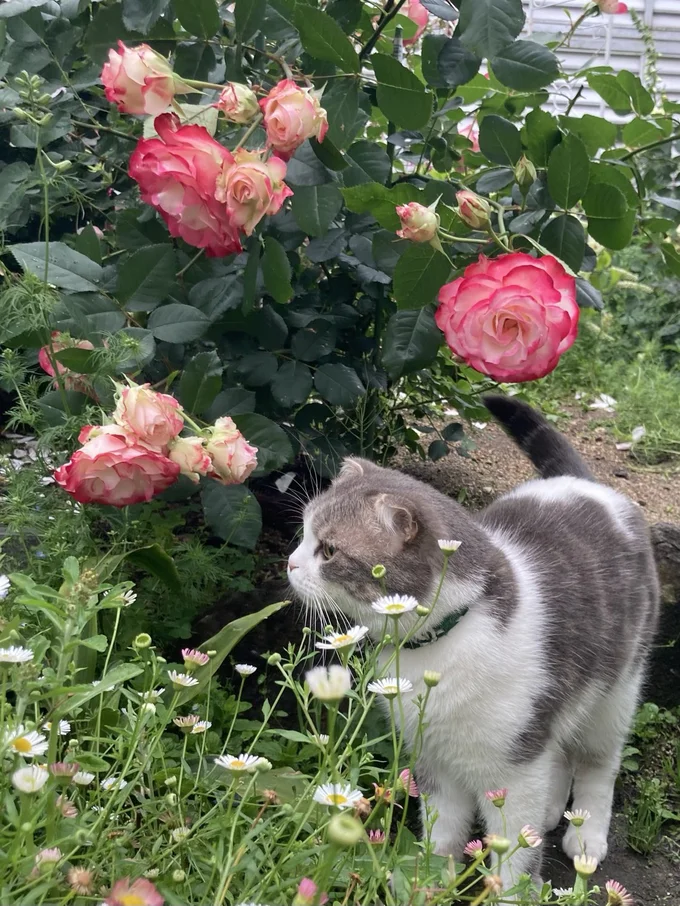 ニャルソック中！「お疲れ様です！」▶季節のお花とコハちゃん（⇒次へ）