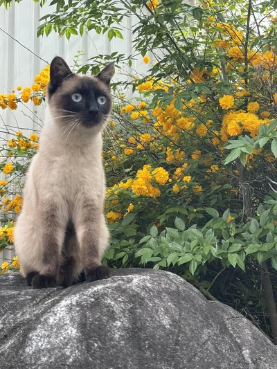 おこげちゃんもきれいなお花と共に撮影できました▶おこげちゃん、ちょっと緊張してる？（⇒次へ）