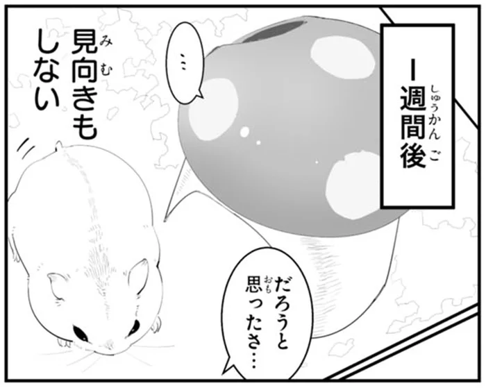きのこ型ハウスに見向きもしないハムスター。やっと使ってくれた、と思ったら!?／はむはむづくし2（1）