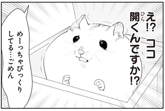 天井が開く新しいおウチにおびえるハムちゃん。驚かせてごめん 、と思ったら