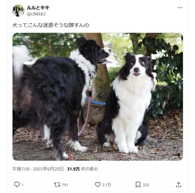 SNSで話題になった弟に向けた迷惑そうな顔▶気持ちが隠し切れない犬（⇒次へ）