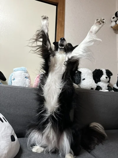 お調子者だという弟分のキキくん▶お家では一緒にソファに座っています（⇒次へ）