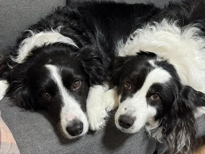 2匹は仲良し？▶（⇒次画像からは大人気ブログ書籍化！犬のこまちと猫のタビ&シンバ&メロの日常を描いた『まめきちまめこニートの日常　こまちとタビ4』が読めます！）
