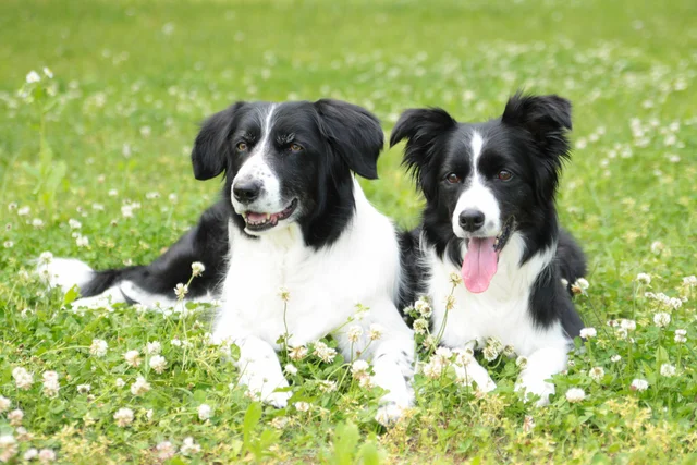 【話題】感情が顔に出過ぎ！弟に向けた犬の“うんざり顔”に2.1万いいね！