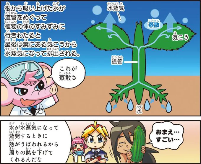 体の中の水分を空気中に出すことを蒸散といいます