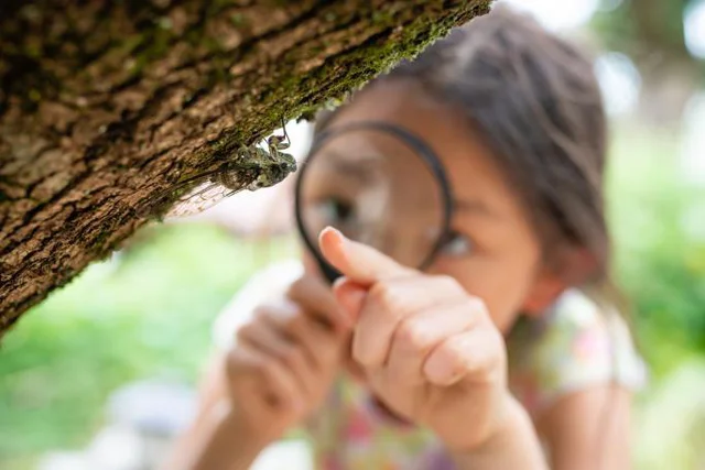 昆虫の「昼と夜」の違いを観察してみよう【子どもと楽しむ夏休み！自由研究のヒント】