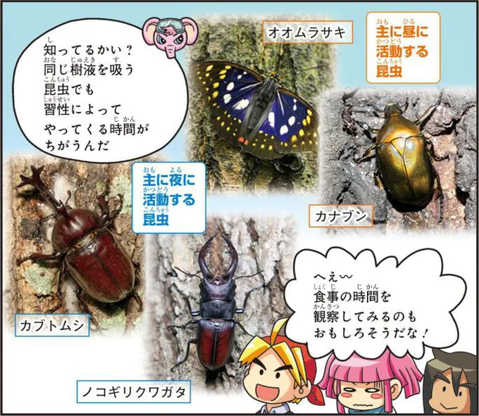 生き物たちにもそれぞれの“時間割”があることに気づけるはず