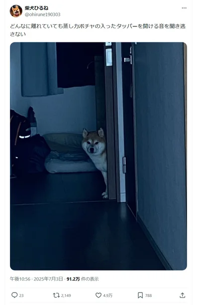 大好物が入った容器を開ける音を聞き逃さないひるねちゃん▶ワンちゃんの驚くべき聴覚！（⇒次へ）