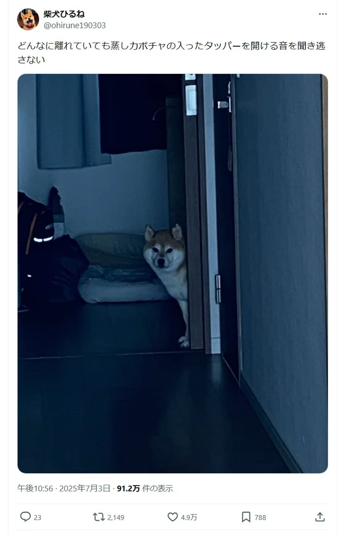 大好物が入った容器を開ける音を聞き逃さないひるねちゃん▶ワンちゃんの驚くべき聴覚！（⇒次へ）