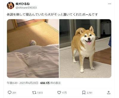 飼い主さんの体調を気遣う優しいひるねちゃんにほっこり▶ひるねちゃんからのお見舞いは…（⇒次へ）