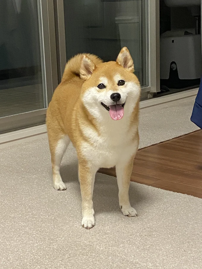  蒸したかぼちゃとさつまいもが大好き！柴犬のひるねちゃん